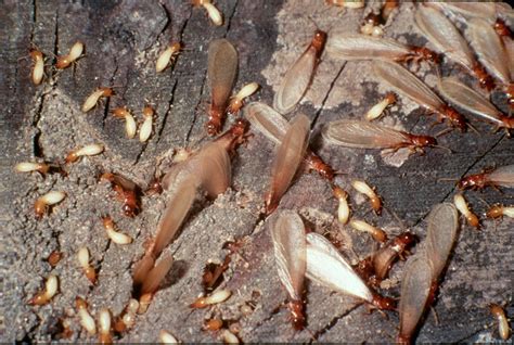 Termite swarming season begins in Alabama - The Madison Record | The ...