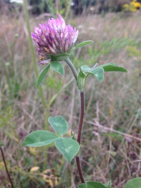 Trifolium repens (Fabaceae) image 50663 at PlantSystematics.org