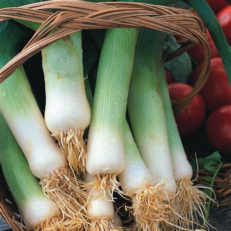 Leek - Giant Musselburgh - St. Clare Heirloom Seeds