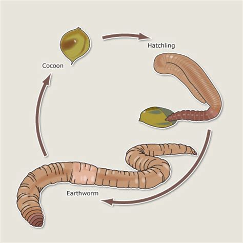 How Does A Worm Reproduce at Albert Rost blog