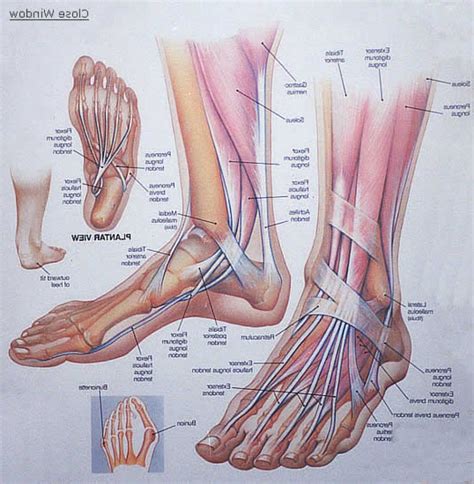 foot anatomy muscular