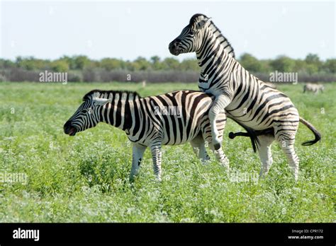 Zebras mating Stock Photo - Alamy