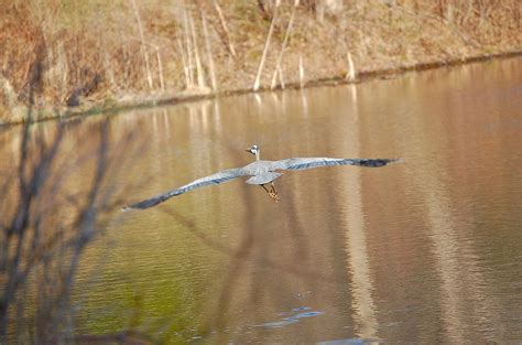 Great Blue Heron Wingspan Photograph by Mary McAvoy - Pixels