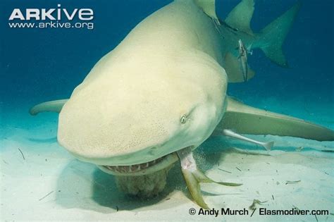 Lemon shark | Shark, Shark photos, Whale shark