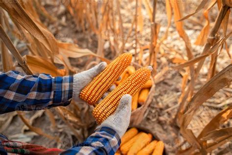 The hands of the farmers are harvesting corn Farmer harvest ideas for ...