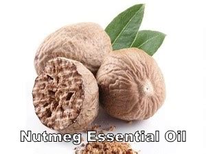 Nutmeg Essential Oil Supplier Malaysia | Buy Nutmeg Essential Oil