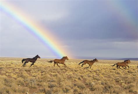 Wild Horses Under A Rainbow Free Stock Photo - Public Domain Pictures