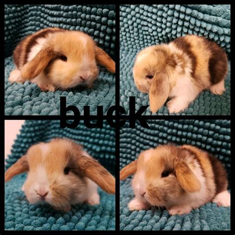 mini lop babies available for RESERVE ONLY | in Dagenham, London | Gumtree