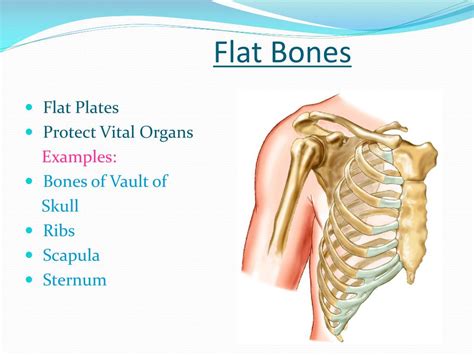 PPT - Bones PowerPoint Presentation, free download - ID:1442113