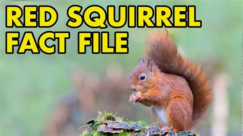 Red Squirrel: Fact File (British Wildlife Facts) - YouTube