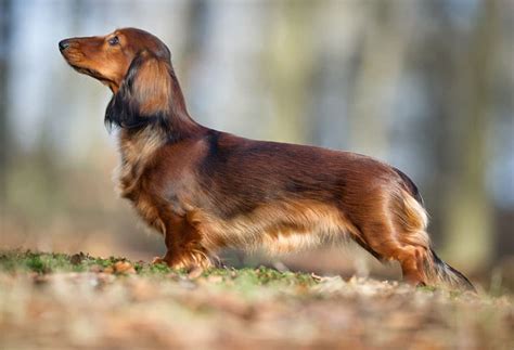 Dazzling Dachshund Long Hair Red: Meet the Adorable Canine Companion ...