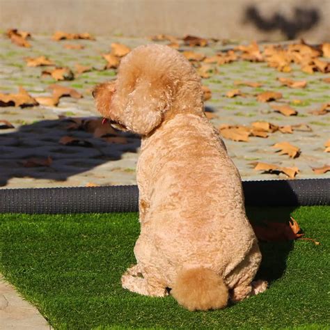 How to Install Pet Friendly Artificial Grass: A Guide