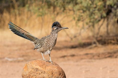 Greater Roadrunner ⋆ Tucson Audubon