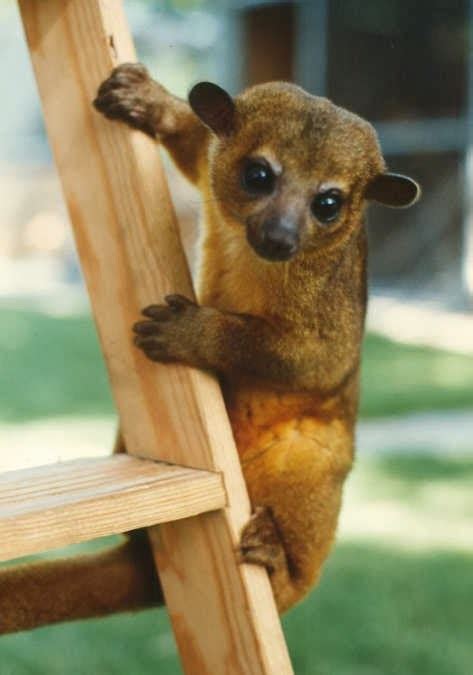 Kinkajou | Facts About All