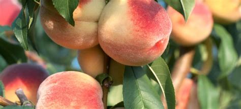 Nectarine Tree Care Instructions | DoItYourself.com