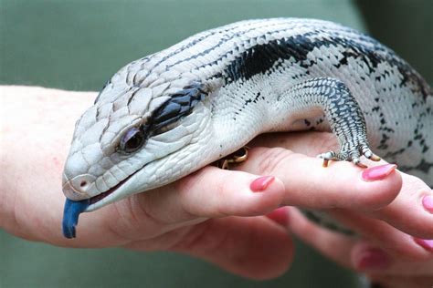 Blue-tongued Skink - The Cincinnati Zoo & Botanical Garden | Blue tongue skink, Pet lizards ...