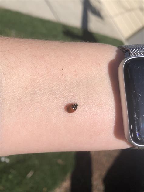 A ladybug pooped on me today. 🤣 : aww