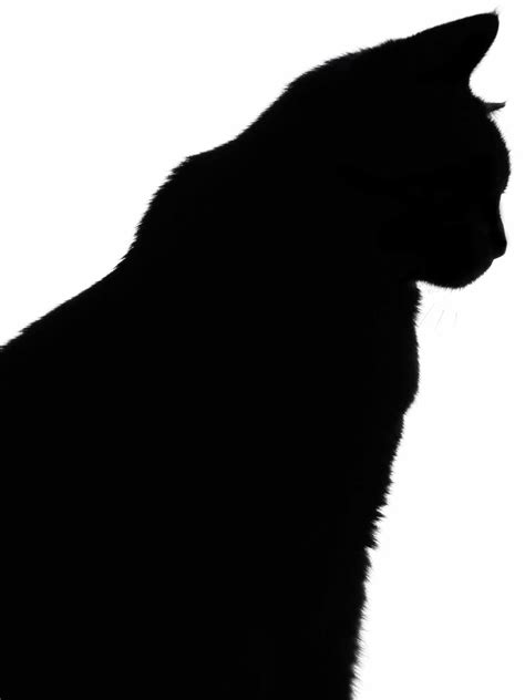 Free Cat Silhouette Cliparts, Download Free Cat Silhouette Cliparts png ...