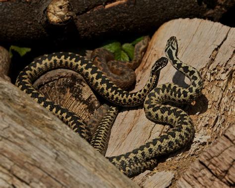 British Wildlife Centre ~ Keeper's Blog: Adder Identification