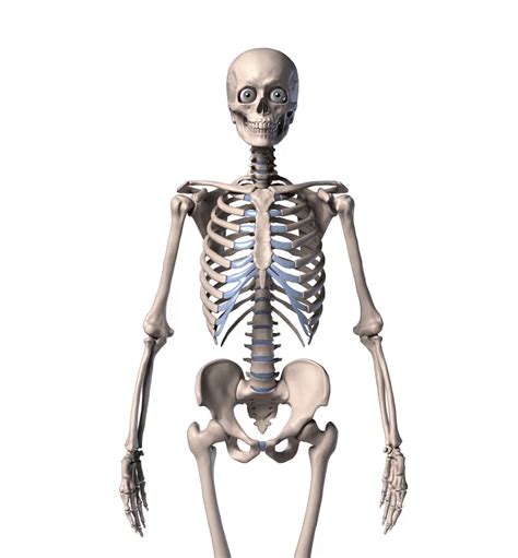 Proko - Skelly - Poseable Anatomy Model for Artists | Skeletal system, Anatomy models, Skeletal