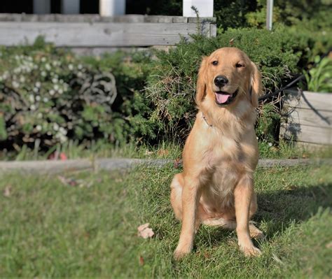 Nora: AKC, Female, Adult Golden Retriever – Man's Best Friend