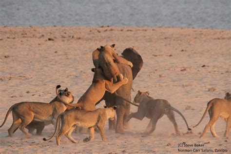 Lion vs Elephant: Amazing Sightings of Lions and Elephants Interacting - Secret Africa