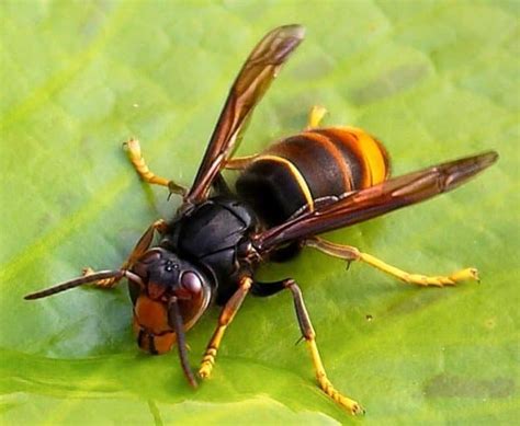 Yellow-Legged Hornet (Vespa Velutina) Known also as the Asian hornet ...