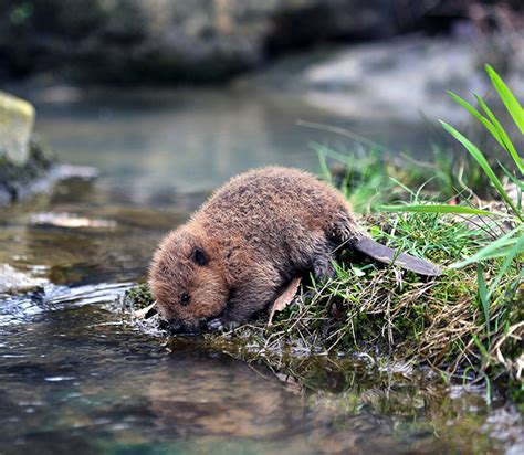 30 Adorable Baby Beavers To Celebrate International Beaver Day | Bored Panda