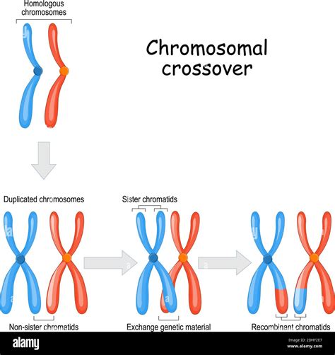 Chromosomal crossover. maternal & paternal Homologous chromosomes and Exchange genetic material ...