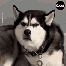 Angry Dog Meme Face - Land to FPR