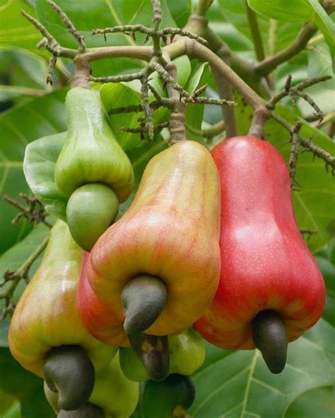 Can You Eat a Cashew Fruit? | Balcony Garden Web