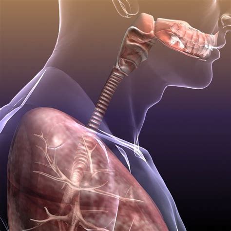 Respiratory System Lungs Body | Respiratory system, Human respiratory system, Respiratory