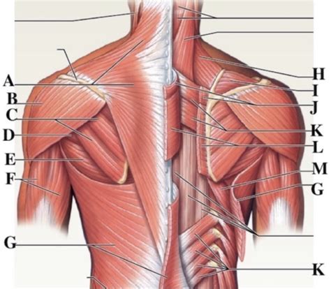 appendicular muscles Diagram | Quizlet