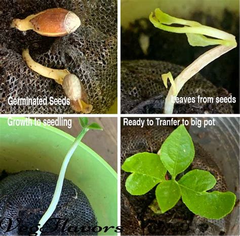 Grow lemon from seeds - Vegflavors - Vegetarian Food Recipes