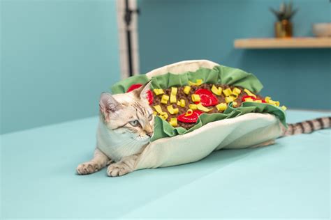 How to Make a DIY Cat Taco Costume | Costume for Cat