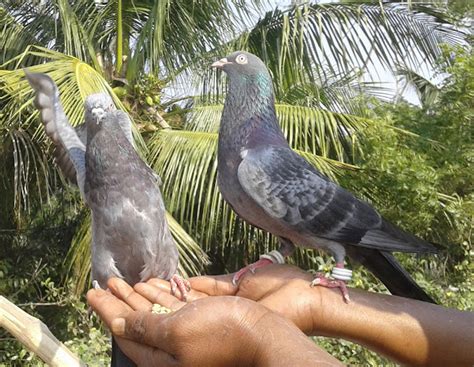 How To Keep Pigeons As Pets?