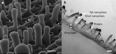 Why Dragonfly Wings Kill Bacteria | American Council on Science and Health