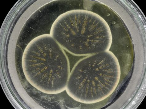 Penicillium Culture