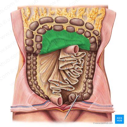 Mesentério: Anatomia, funções e relevância clínica | Kenhub