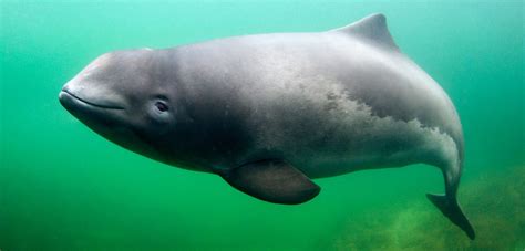 To Save the Baltic Sea Harbor Porpoise, Scientists Try Listening ...