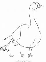 Goose 4 Coloring Page For Kids  Free Swans And Geese Printable sketch template