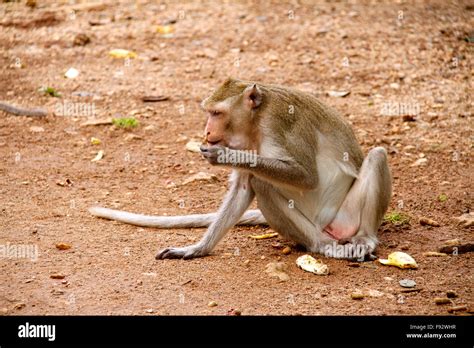 Monkey on Jungle of Thailand Stock Photo - Alamy