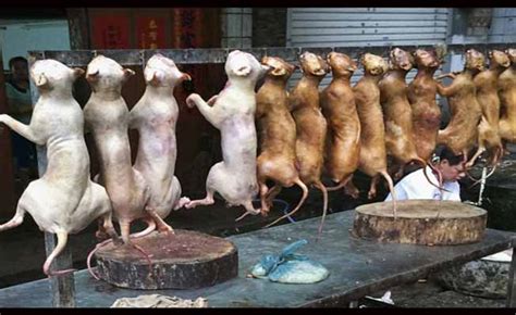 10 Reasons Why 'Yulin's Dog-Eating Festival' Is The Cruelest Food Festival On The Planet