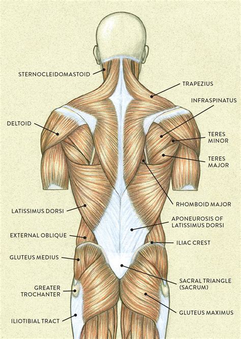 Muscles Of The Torso - Muscles Of Human Torso Clavicle Obturator Foramen Stock Photo 173519750 ...