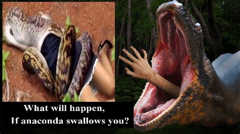 What will happen, if anaconda swallows you? #theunbelievablefacts, #Amazingfacts #Facts - YouTube