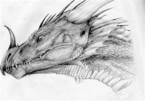 pecil drawn dragon | Dragon sketch, Realistic dragon, Dragon head drawing