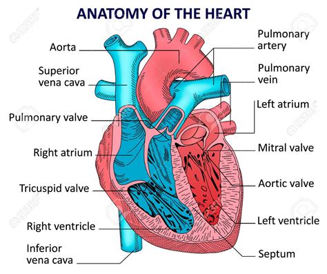 Anatomy of the human heart
