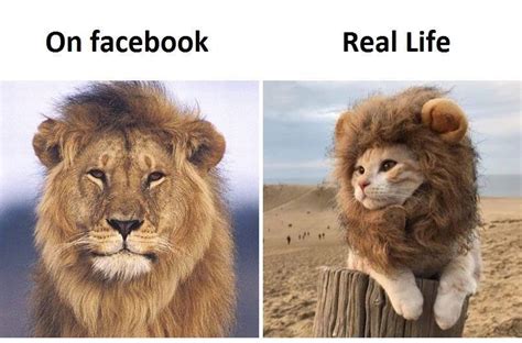 Pussy lion - Meme by Gorgoroth7 :) Memedroid