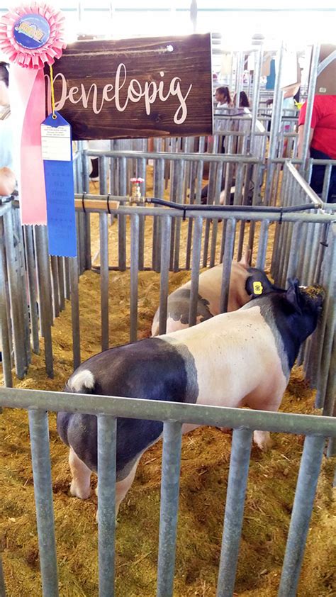 Quick look at livestock exhibit (pigs) at Clay County Fair