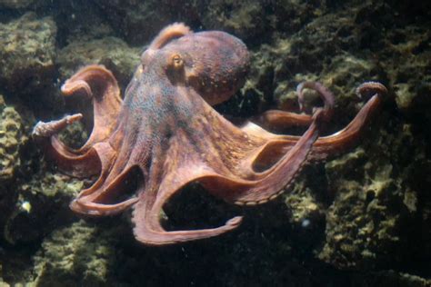 Octopus Symbolism: Exploring The Spiritual Meaning And Dream Meaning Of The Octopus - Spirit of ...